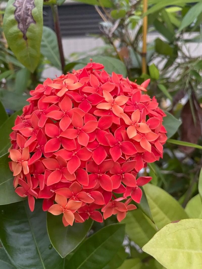 龙船花的花语和寓意，有什么传说故事，龙船花学名