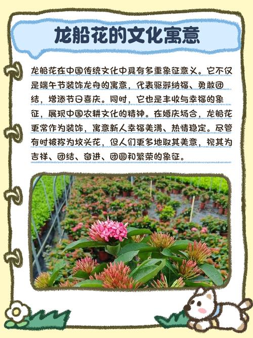 龙船花的花语和寓意，有什么传说故事，龙船花学名-第2张图片-优品飞百科