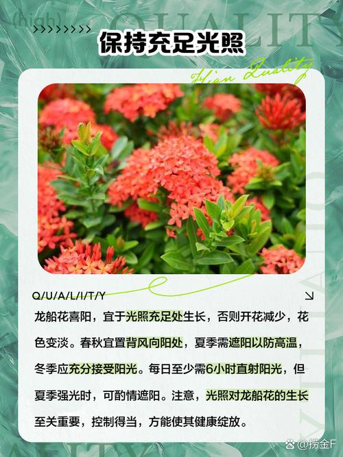 龙船花的花语和寓意，有什么传说故事，龙船花学名-第3张图片-优品飞百科