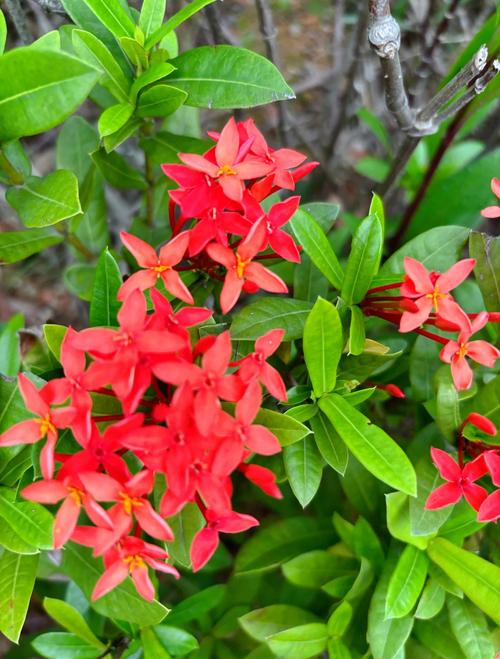 龙船花的花语和寓意，有什么传说故事，龙船花学名-第4张图片-优品飞百科