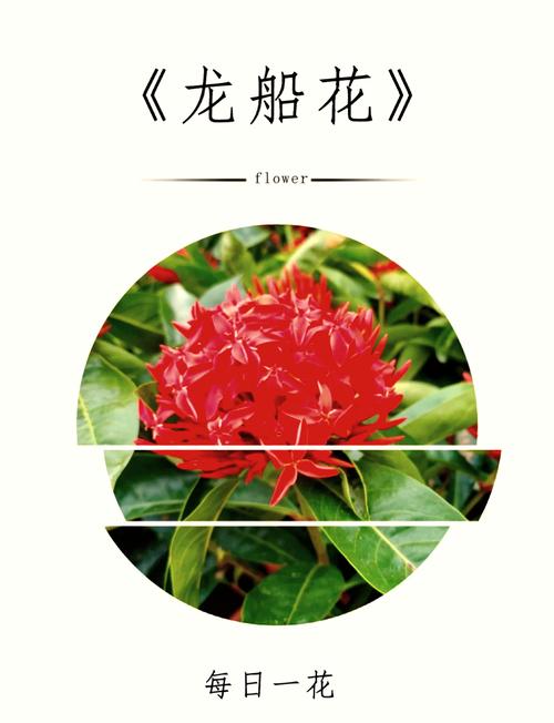 龙船花的花语和寓意，有什么传说故事，龙船花学名-第5张图片-优品飞百科