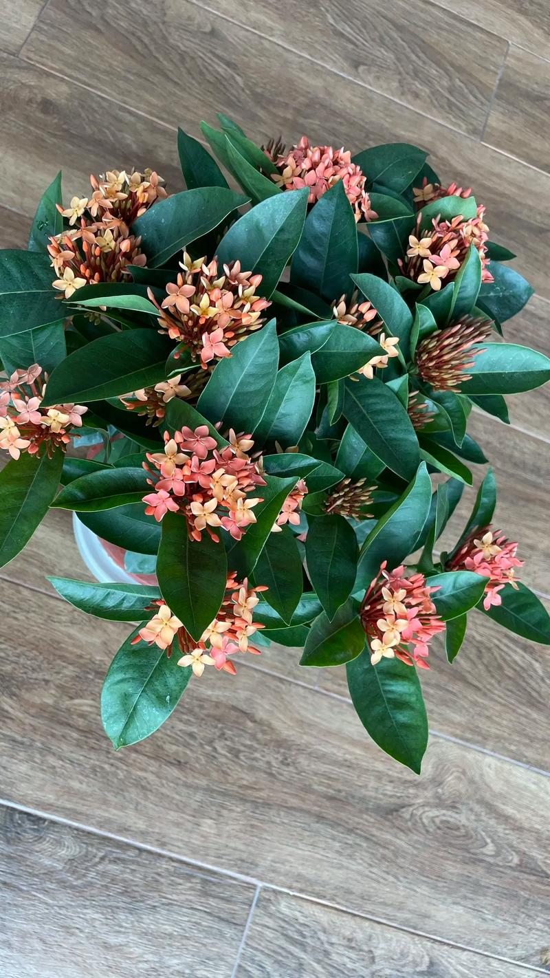 龙船花的花语和寓意，有什么传说故事，龙船花学名-第6张图片-优品飞百科