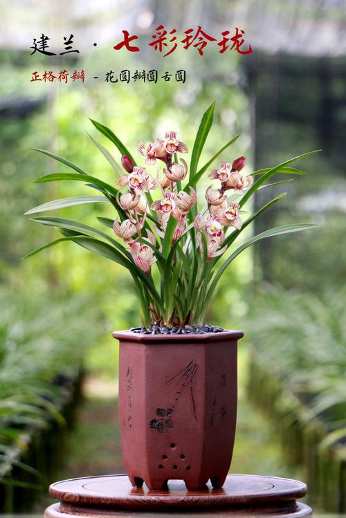 兰花什么季节开花（兰花花期），兰花什么季节开花的,大概几点