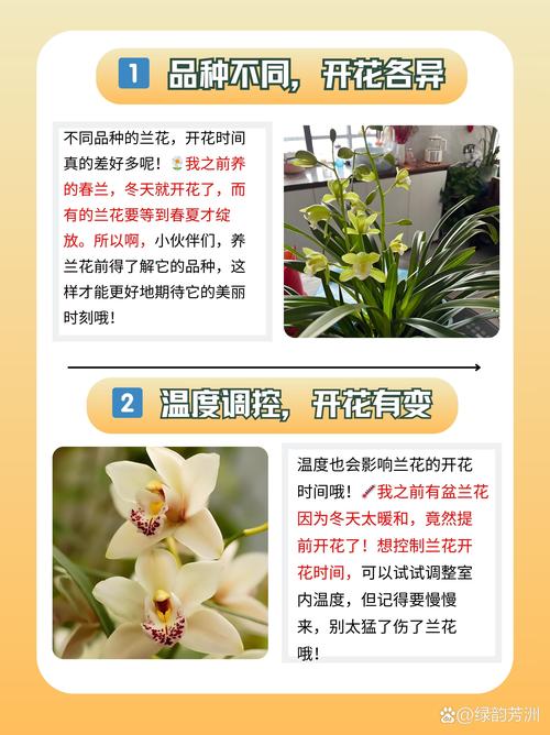 兰花什么季节开花（兰花花期），兰花什么季节开花的,大概几点-第3张图片-优品飞百科