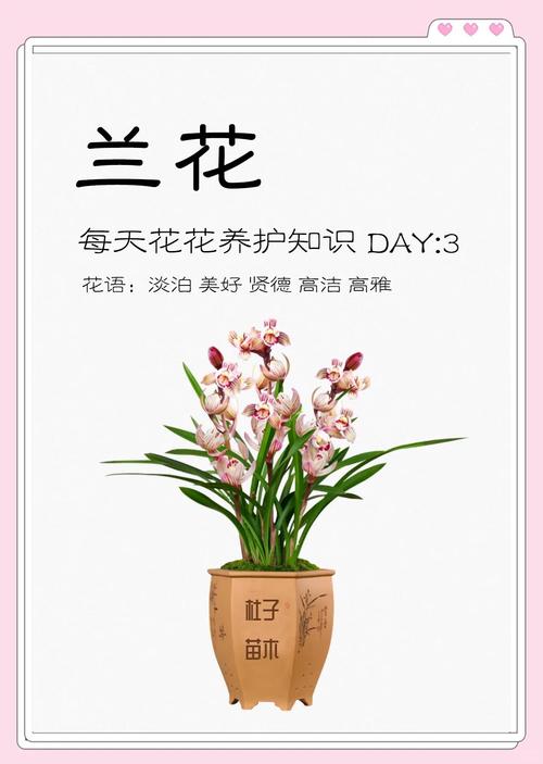 兰花什么季节开花（兰花花期），兰花什么季节开花的,大概几点-第4张图片-优品飞百科