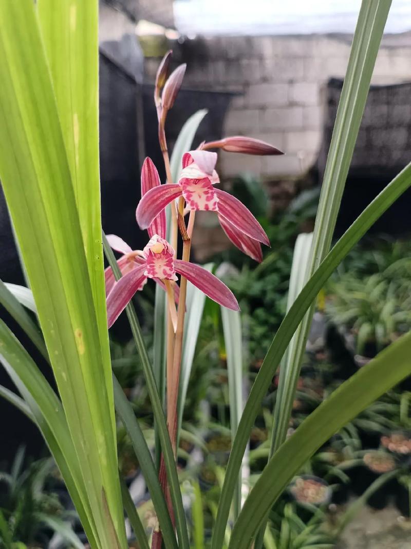 兰花什么季节开花（兰花花期），兰花什么季节开花的,大概几点-第5张图片-优品飞百科