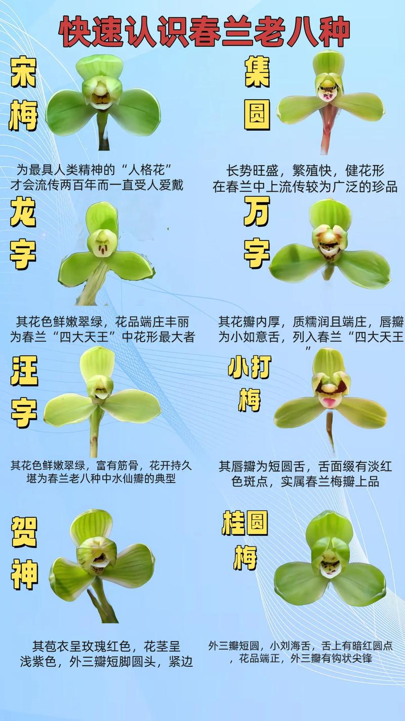 兰花什么季节开花（兰花花期），兰花什么季节开花的,大概几点-第6张图片-优品飞百科