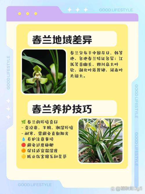 兰花什么季节开花（兰花花期），兰花什么季节开花的,大概几点-第7张图片-优品飞百科