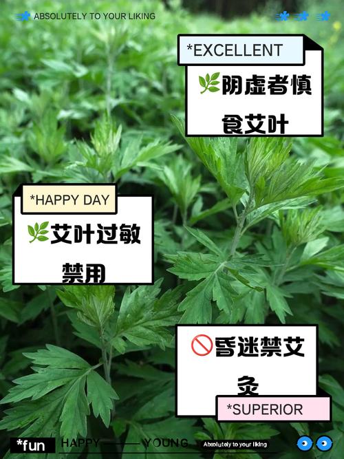 艾草有什么作用，艾草能减肥吗？艾草的功效和作用减肥？-第1张图片-优品飞百科