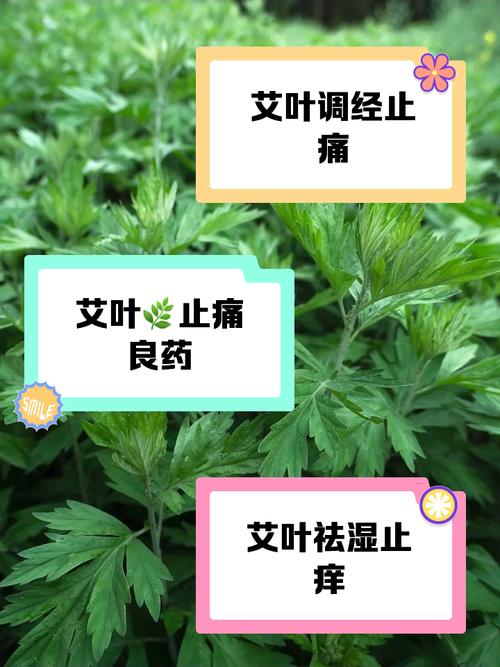 艾草有什么作用，艾草能减肥吗？艾草的功效和作用减肥？-第2张图片-优品飞百科