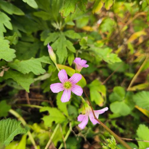 酢浆草与苜蓿的区别？酢浆草和苜宿草区别？-第1张图片-优品飞百科