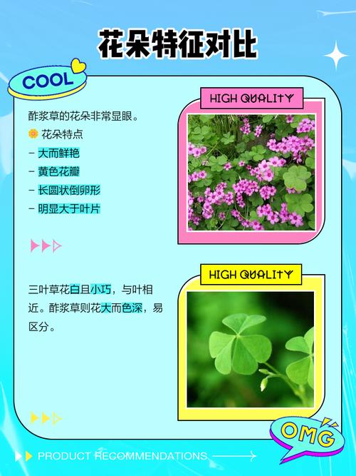 酢浆草与苜蓿的区别？酢浆草和苜宿草区别？-第2张图片-优品飞百科