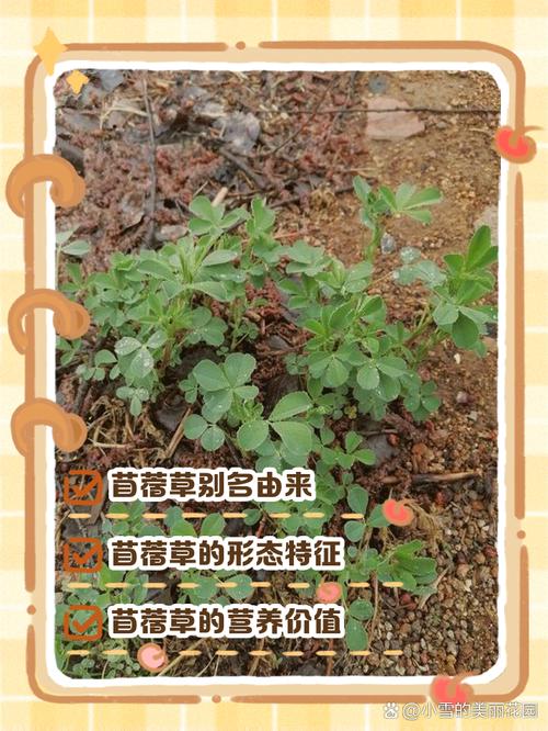 酢浆草与苜蓿的区别？酢浆草和苜宿草区别？-第4张图片-优品飞百科