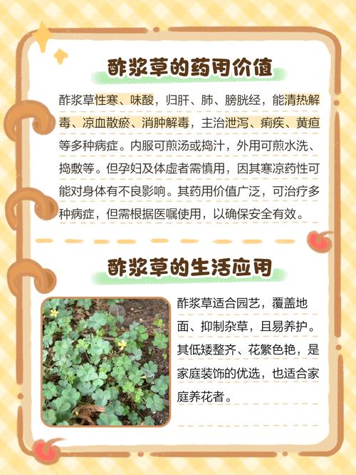 酢浆草与苜蓿的区别？酢浆草和苜宿草区别？-第6张图片-优品飞百科