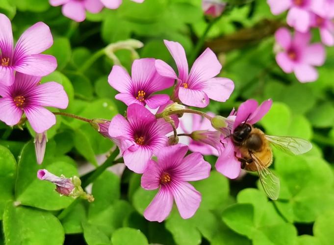 酢浆草与苜蓿的区别？酢浆草和苜宿草区别？-第7张图片-优品飞百科