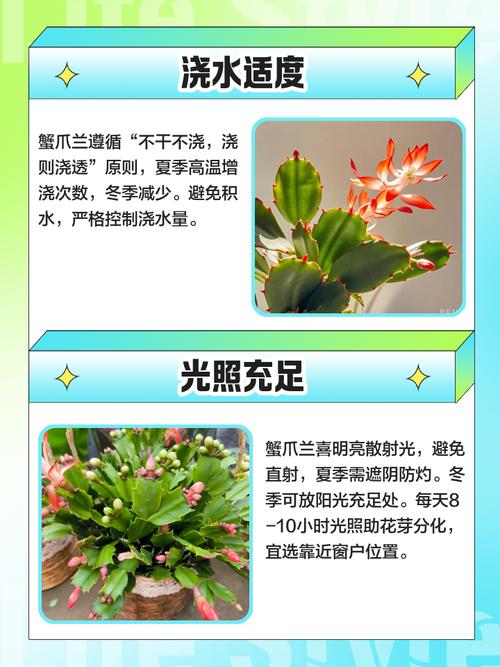 蟹爪兰好养吗，蟹爪兰图片，蟹爪兰好养嘛？