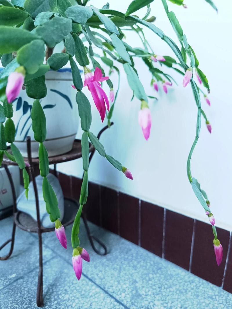 蟹爪兰好养吗，蟹爪兰图片，蟹爪兰好养嘛？-第2张图片-优品飞百科