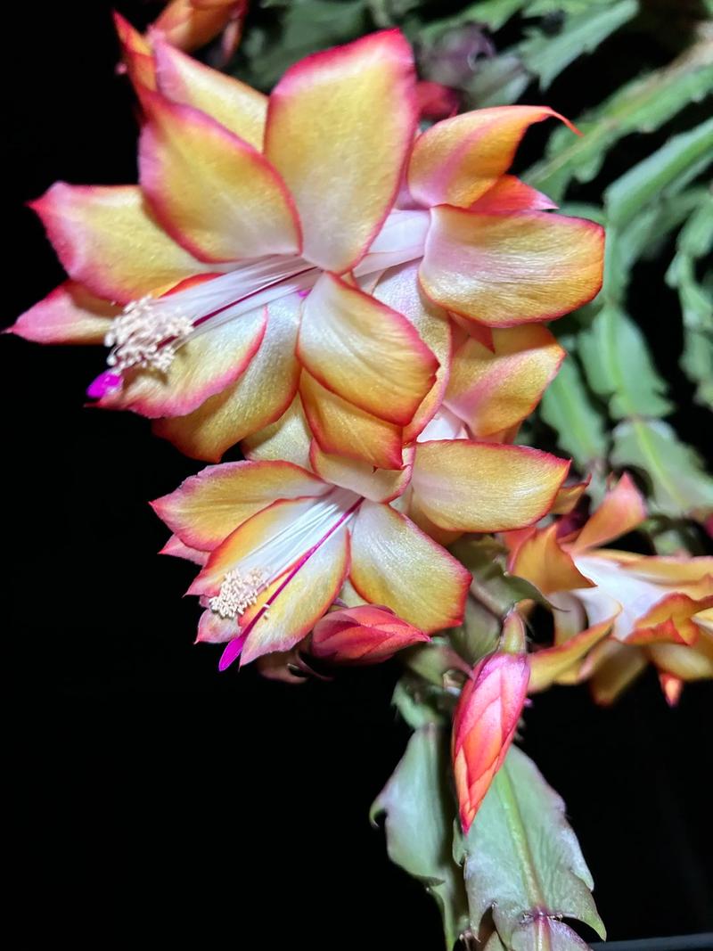 蟹爪兰好养吗，蟹爪兰图片，蟹爪兰好养嘛？-第4张图片-优品飞百科