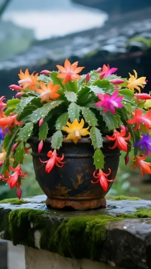 蟹爪兰好养吗，蟹爪兰图片，蟹爪兰好养嘛？-第7张图片-优品飞百科