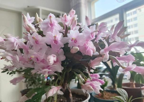 蟹爪兰好养吗，蟹爪兰图片，蟹爪兰好养嘛？-第8张图片-优品飞百科