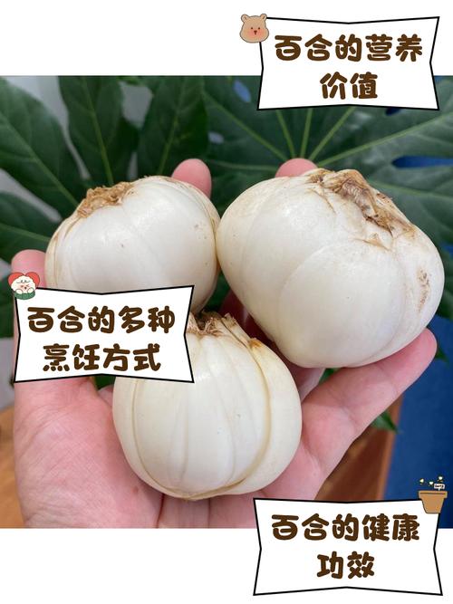 百合的家常吃法，百合有什么做法，百合的吃法和做？-第3张图片-优品飞百科