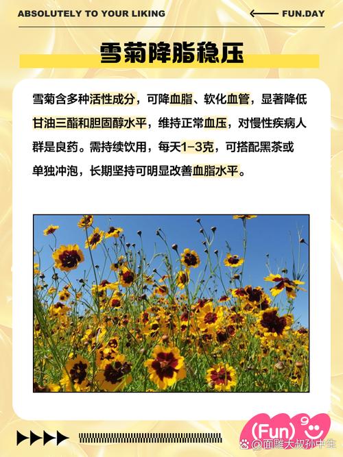 雪菊的功效与作用，云南雪菊的功效与作用？-第2张图片-优品飞百科