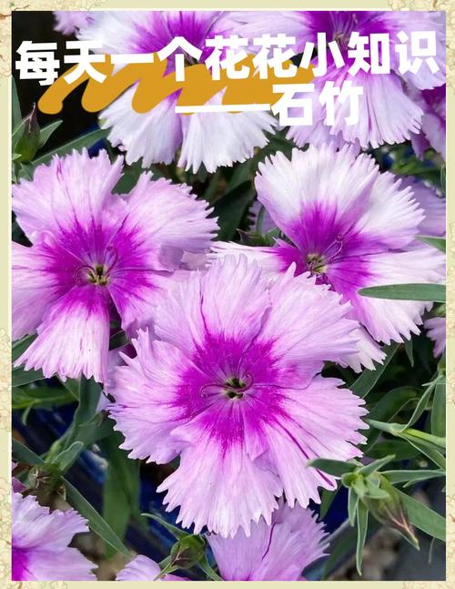 石竹各色花语大全？石竹花的寓意？-第1张图片-优品飞百科