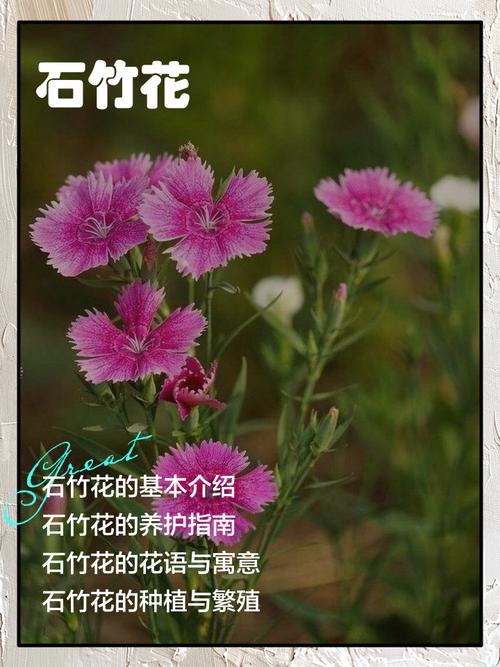 石竹各色花语大全？石竹花的寓意？-第2张图片-优品飞百科