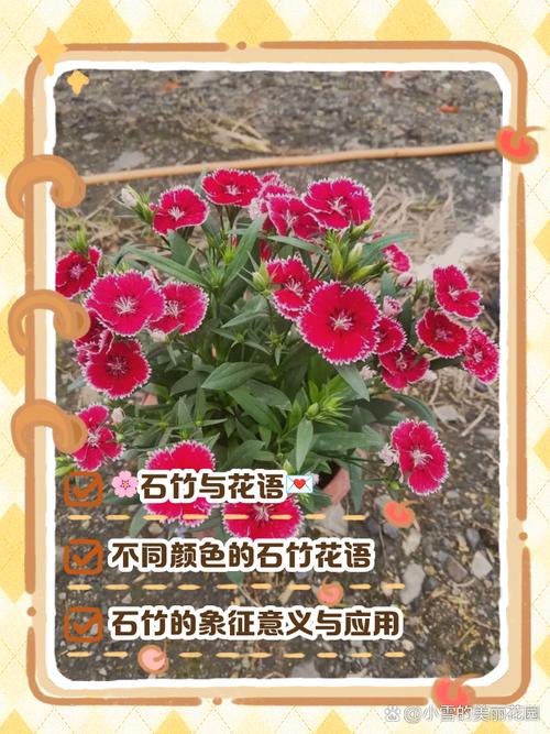 石竹各色花语大全？石竹花的寓意？-第3张图片-优品飞百科