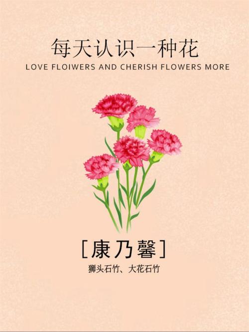 石竹各色花语大全？石竹花的寓意？-第4张图片-优品飞百科