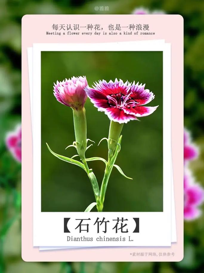 石竹各色花语大全？石竹花的寓意？-第5张图片-优品飞百科
