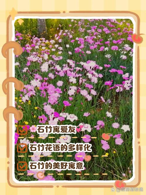 石竹各色花语大全？石竹花的寓意？-第6张图片-优品飞百科