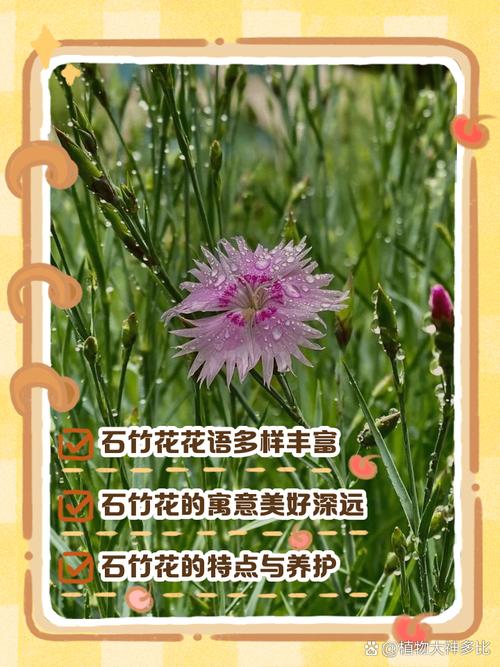 石竹各色花语大全？石竹花的寓意？-第7张图片-优品飞百科