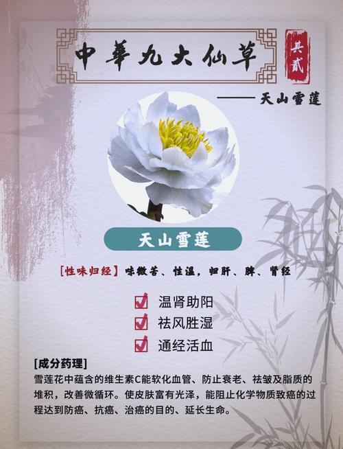 雪莲花的寓意，象征着什么，雪莲花有什么含义-第2张图片-优品飞百科