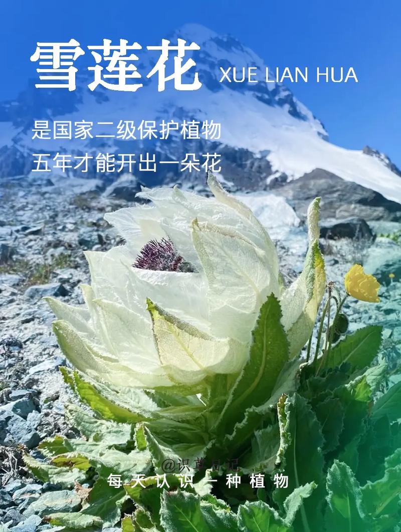 雪莲花的寓意，象征着什么，雪莲花有什么含义-第4张图片-优品飞百科