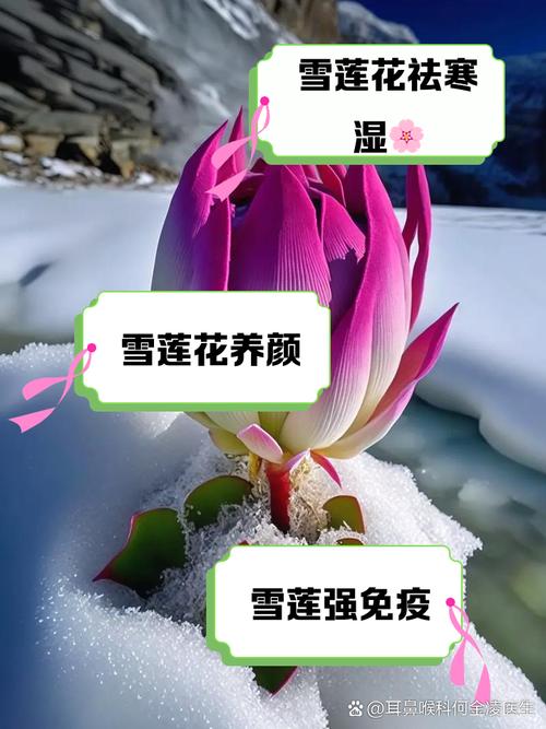 雪莲花的寓意，象征着什么，雪莲花有什么含义-第5张图片-优品飞百科