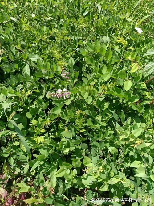 具有修复土壤能力的5种植物？土壤修复的主流技术包括哪些a热脱附解析b气相抽提？-第1张图片-优品飞百科