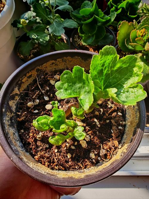 具有修复土壤能力的5种植物？土壤修复的主流技术包括哪些a热脱附解析b气相抽提？-第2张图片-优品飞百科