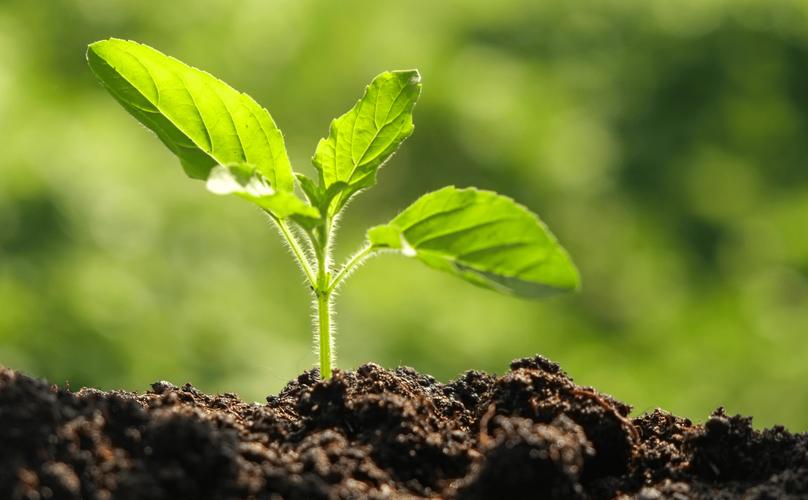 具有修复土壤能力的5种植物？土壤修复的主流技术包括哪些a热脱附解析b气相抽提？-第3张图片-优品飞百科