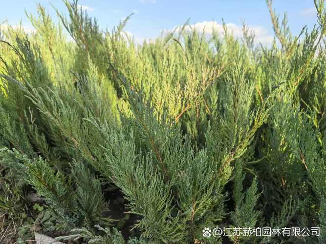 具有修复土壤能力的5种植物？土壤修复的主流技术包括哪些a热脱附解析b气相抽提？-第4张图片-优品飞百科