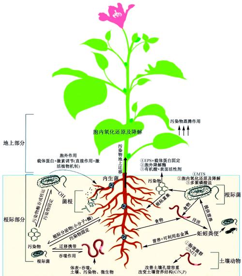 具有修复土壤能力的5种植物？土壤修复的主流技术包括哪些a热脱附解析b气相抽提？-第6张图片-优品飞百科