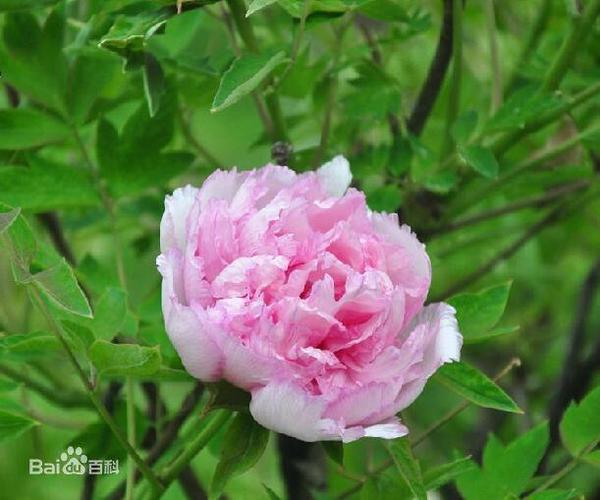 紫斑牡丹的传说，紫斑牡丹的传说和来历-第1张图片-优品飞百科