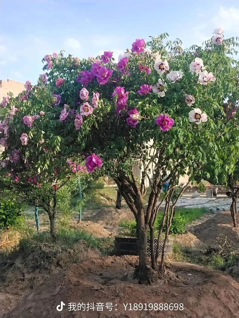 紫斑牡丹的传说，紫斑牡丹的传说和来历-第2张图片-优品飞百科