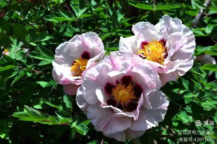 紫斑牡丹的传说，紫斑牡丹的传说和来历-第6张图片-优品飞百科