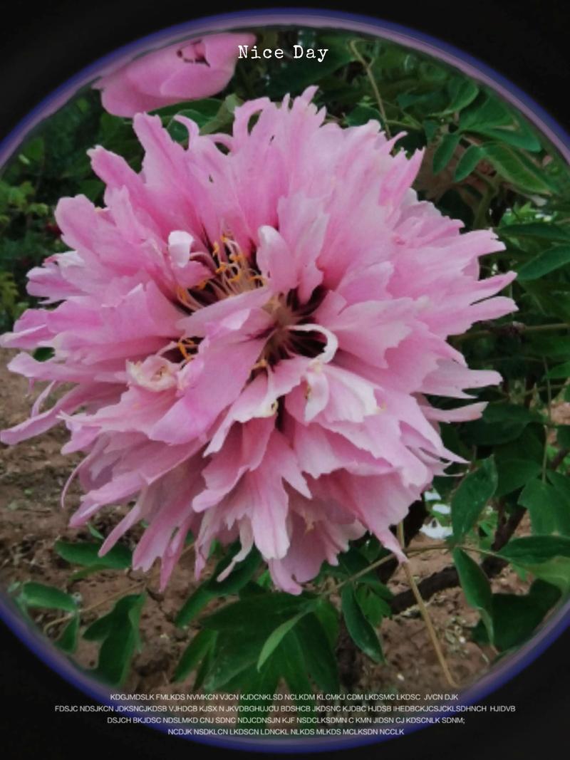 紫斑牡丹的传说，紫斑牡丹的传说和来历-第7张图片-优品飞百科