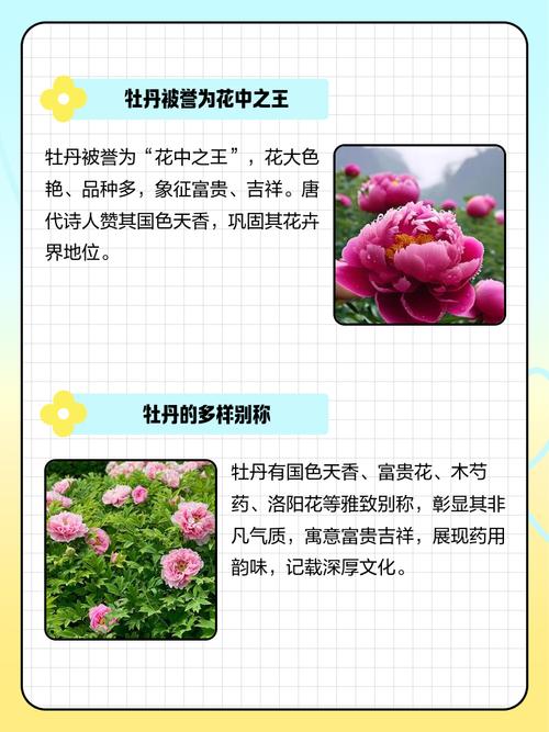 紫斑牡丹的传说，紫斑牡丹的传说和来历-第8张图片-优品飞百科