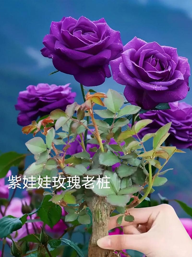 桃花的花语和传说？桃花的花语和传说有哪些？