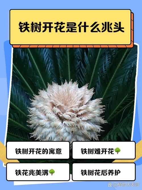 铁树开花象征什么意思，铁树开花是什么意义？-第1张图片-优品飞百科