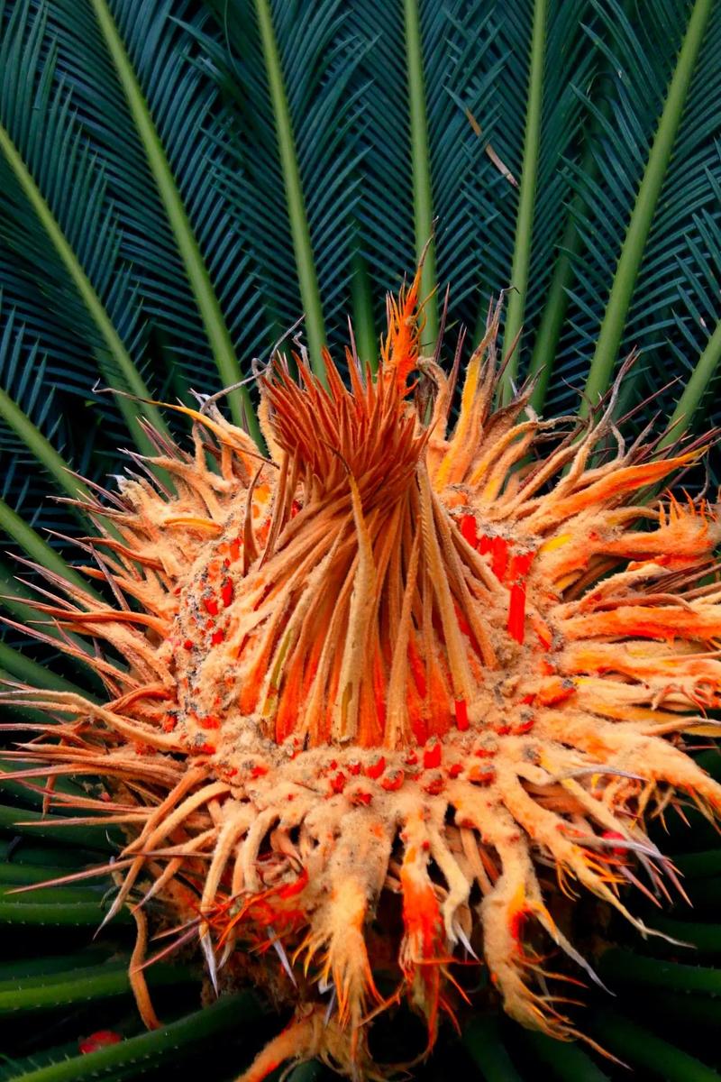 铁树开花象征什么意思，铁树开花是什么意义？-第2张图片-优品飞百科