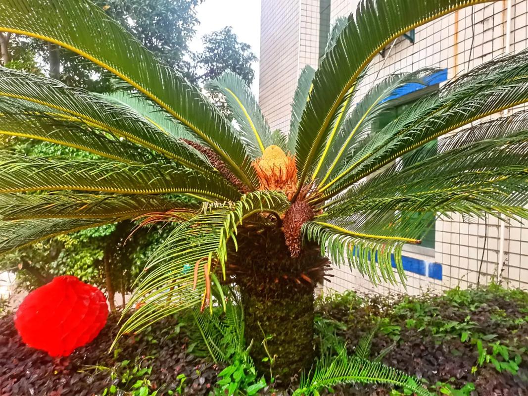 铁树开花象征什么意思，铁树开花是什么意义？-第4张图片-优品飞百科